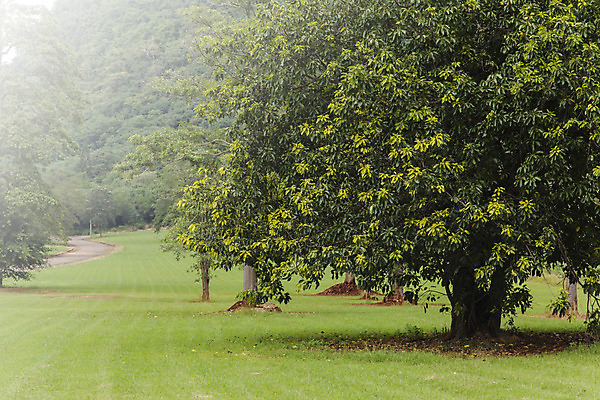 포토 JPG 해외이미지 나무 공원 길 백그라운드 잎 밭 곡선 자연 하늘 풍경 잔디 사람없음 목재 옆모습 초록색 여름 파란색 평화 정원 봄 산책 시골 땅 정사각형 조경 타운 일반 굴곡 해외202004 해외포토 도형 식물 계절 공공시설 선 뷰포인트 컬러 컨셉 농업 재료 휴식 도시 생태계 파일형식 이미지허브