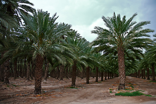 포토 JPG 해외이미지 나무 식물 모래 바다 여행 백그라운드 자연 하늘 건조 손바닥 풍경 사람없음 빨간색 초록색 여름 파란색 태양 노란색 여행객 정원 맑음 봄 폭포 죽음 뜨거움 숲 오아시스 해외202004 해외포토 자연요소 손 계절 컬러 날씨 사람 생태계 파일형식 이미지허브