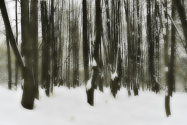 포토 JPG 해외이미지 나무 계절 공원 백그라운드 낙엽 겨울 자연 날씨 추상 풍경 사람없음 환경 냉동 침묵 추위 덮개 흰색 나뭇가지 시골 신선 황무지 소프트포커스 숲 12월 서리 폭풍 눈보라 1월 내추럴 2월 생태학 폭설 눈내림 해외202004 해외포토 식물 공공시설 교육 컬러 잎 무늬 눈_날씨 촬영기법 소리 뚜껑 날짜 자연재해 생태계 파일형식 이미지허브