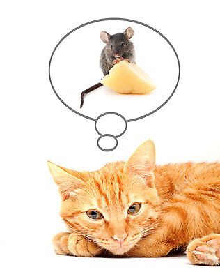 포토 JPG 해외이미지 동물 1 얼굴 백그라운드 오렌지 포유류 자연 휴식 수염 털 사랑 사람없음 빨간색 반려동물 고양이 줄무늬 우정 꿈 흰색 잠 입 해충 쥐 설치류 작음 부드러움 고립 해외202004 해외포토 감정 컬러 컨셉 무늬 과일 신체부위 친구 감각 벌레 크기 생태계 파일형식 이미지허브