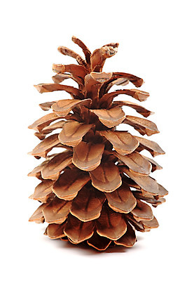 포토 JPG 해외이미지 나무 식물 1 계절 백그라운드 겨울 자연 프레임 건조 씨앗 사람없음 목재 장식 세로 갈색 가을 흰색 축하 소나무 숲 큼 가득함 오브젝트 원예 슛 상록수 침엽수 전나무 원뿔 고립 엘리먼트 가문비나무 해외202004 해외포토 도형 컬러 컨셉 재료 취미 크기 생태계 파일형식 이미지허브