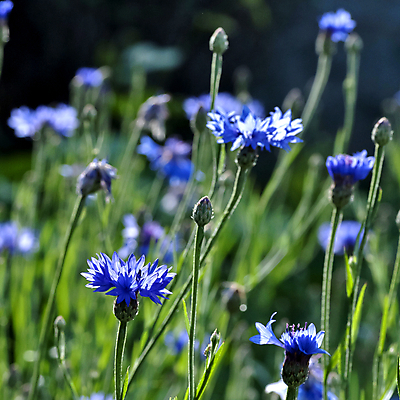 포토 JPG 해외이미지 식물 디자인 계절 꽃잎 꽃 백그라운드 잎 꽃무늬 자연 건강 사람없음 초록색 여름 파란색 머리 정원 벚꽃 신선 남색 다발 허브 청록색 내추럴 수레국화 해외202004 해외포토 컬러 무늬 신체부위 생태계 파일형식 이미지허브
