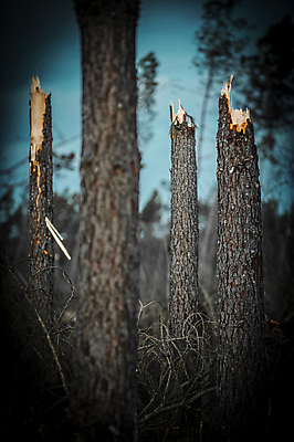 포토 JPG 해외이미지 나무 식물 공원 줄기 백그라운드 잎 농업 자연 바람 날씨 건조 따뜻함 사람없음 야외 목재 초록색 여름 갈색 환경 어둠 손상 가을 나뭇가지 죽음 숲 윤곽 나무껍질 폭풍 보험 내추럴 깨짐 수목 옛날 재앙 허리케인 해외202004 해외포토 자연요소 계절 공공시설 산업 컬러 컨셉 재료 껍질 자연재해 생태계 파일형식 이미지허브
