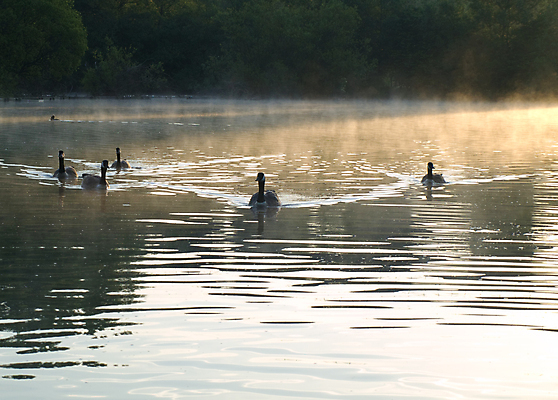 포토 JPG 해외이미지 동물 공원 호수 야생동물 이동 캐나다 날개 가족 자연 조류 하늘 새로움 오리 사람없음 야외 초록색 물 여름 파란색 반려동물 농장 노란색 검은색 수영 봄 흰색 아기 신생아 연못 달콤 큼 깃털 부리 백조 목 거위 해외202004 해외포토 자연요소 계절 공공시설 컬러 컨셉 북아메리카 농업 관계 사람 신체부위 수상스포츠 맛 크기 생태계 파일형식 이미지허브
