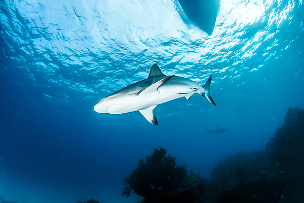포토 JPG 해외이미지 동물 야생동물 스포츠 바다 여행 백그라운드 자연 어류 사람없음 야외 물 파란색 바닷속 수중 산호 위험 다이빙 육식동물 암초 깊이 바하마 해외202004 해외포토 자연요소 컬러 컨셉 수영 수중동물 자포동물 생태계 수중스포츠 파일형식 이미지허브
