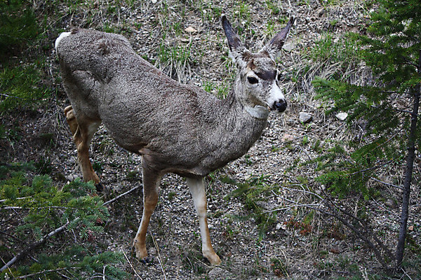 포토 JPG 해외이미지 식물 동물 계절 야생동물 백그라운드 잎 자연 아침 휴식 산 털 뿔 이끼 풍경 사람없음 야외 목재 가로 초록색 빛 평화 환경 달러 봄 나뭇가지 신선 숲 그늘 귀 장면 서식지 아기사슴 암사슴 엘크 해외202004 해외포토 주간 나무 새끼 컬러 컨셉 돈 재료 사슴 신체부위 암컷 생태계 파일형식 이미지허브