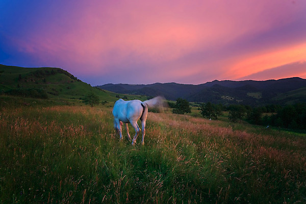 포토 JPG 해외이미지 식물 동물 구름 계절 실루엣 여행 백그라운드 밭 포유류 자연 하늘 아침 휴가 산 풍경 사람없음 야외 여름 빛 반려동물 햇빛 태양 농장 일출 환경 힘 침묵 일몰 놀람 봄 목장 새벽 수확 안개 가을 시골 군중 저녁 숲 즐거움 내추럴 우크라이나 웅장함 환상 해외202004 해외포토 주간 자연요소 감정 유럽 컨셉 농업 날씨 촬영기법 표정 사람 노을 소리 야간 생태계 파일형식 이미지허브