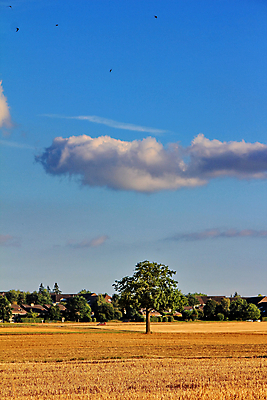 포토 JPG 해외이미지 나무 계절 여행 밭 농업 자연 하늘 포도 아침 휴가 풍경 사람없음 야외 초록색 여름 파란색 농장 계곡 봄 성장 가을 시골 신선 호주 땅 언덕 포도밭 포도나무 강렬 해외202004 해외포토 주간 식물 산업 컬러 과일 오세아니아 과일나무 생태계 파일형식 이미지허브