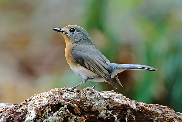 포토 JPG 해외이미지 나무 동물 여자 남자 아시아 얼굴 야생동물 백그라운드 날개 자연 조류 사람없음 야외 목재 가로 초록색 파란색 컬러풀 머리 환경 나뭇가지 막대기 닫기 숲 깃털 꼬리 부리 서식지 생태학 이국적 해외202004 해외포토 식물 교육 나라 컬러 재료 모션 사람 신체부위 생태계 파일형식 이미지허브
