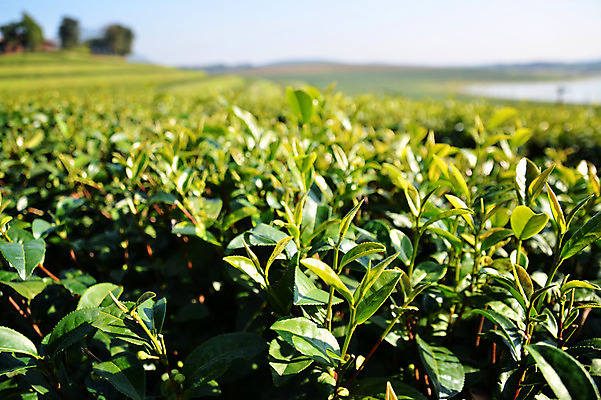 포토 JPG 해외이미지 나무 식물 계절 아시아 잎 밭 농업 자연 풍경 사람없음 초록색 여름 농작물 농장 농경지 중국 침묵 성장 시골 신선 차 유기농 장면 산악지대 해외202004 해외포토 웰빙 나라 산업 음료 컬러 산 소리 생태계 파일형식 이미지허브