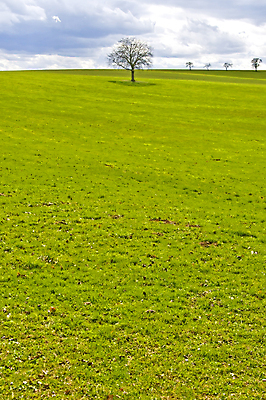 포토 JPG 해외이미지 나무 구름 디자인 백그라운드 밭 자연 하늘 바람 날씨 풍경 사람없음 초록색 환경 침묵 봄 시골 신선 그리기 보호 4월 땅 싱글 폭풍 옛날 파스텔톤 해외202004 해외포토 자연요소 식물 계절 컬러 컨셉 농업 모션 소리 날짜 생태계 파일형식 이미지허브