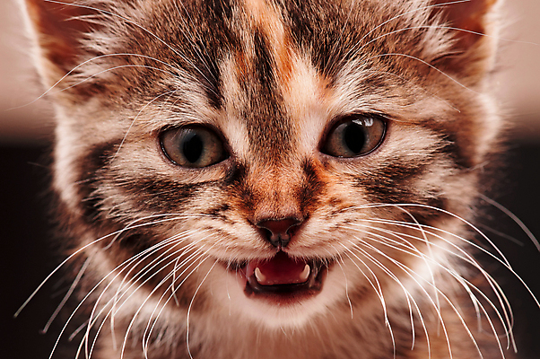 포토 JPG 해외이미지 동물 포즈 백그라운드 포유류 가정 수염 털 사람없음 반려동물 머리 고양이 줄무늬 회색 아기 작음 모피 자르기 육식동물 얼룩무늬 유래 해외202004 해외포토 컬러 무늬 모션 사람 신체부위 크기 파일형식 이미지허브