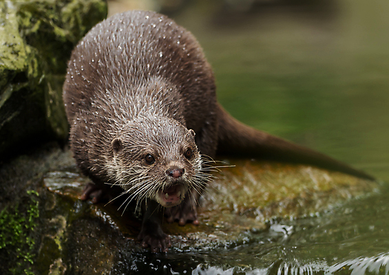 포토 JPG 해외이미지 동물 유럽 호수 얼굴 야생동물 장난 포유류 자연 놀이 수염 털 동물원 종류 어류 어업 사람없음 야외 물 강 갈색 머리 젖음 추위 가을 관찰 닫기 작음 묘사 코 귀 육식동물 멸종 내추럴 동물상 해외202004 해외포토 자연요소 계절 나라 산업 컬러 모션 신체부위 조형물 수중동물 크기 생태계 파일형식 이미지허브