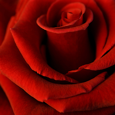 포토 JPG 해외이미지 식물 꽃잎 꽃 꽃다발 백그라운드 꽃무늬 자연 발렌타인데이 사랑 사람없음 빨간색 장미 정원 벚꽃 개화 해외202004 해외포토 감정 컬러 무늬 데이이벤트 생태계 파일형식 이미지허브