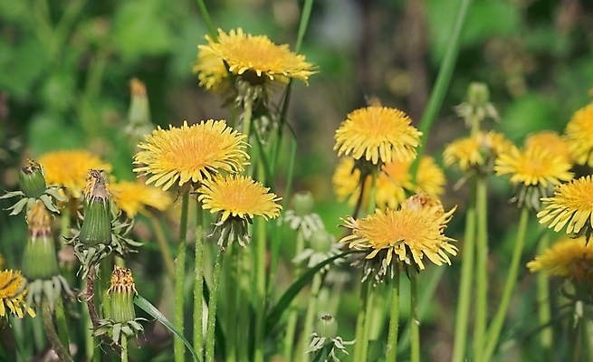 포토 JPG 해외이미지 식물 계절 꽃 백그라운드 자연 사람없음 야외 가로 초록색 노란색 환경 봄 시골 민들레 러시아 해외202004 해외포토 유럽 컬러 생태계 파일형식 이미지허브