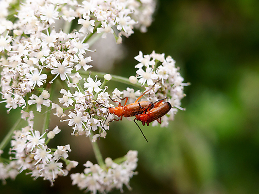 포토 JPG 해외이미지 식물 동물 꽃 문화 야생동물 곤충 백그라운드 잎 절지류 오렌지 자연 앉기 사람없음 야외 가로 빨간색 초록색 여름 컬러풀 머리 환경 정원 맑음 성장 흰색 신선 닫기 벌레 공작 딱정벌레 묘사 오브젝트 내추럴 고립 동물상 해외202004 해외포토 계절 컬러 과일 모션 조류 날씨 신체부위 조형물 생태계 파일형식 이미지허브