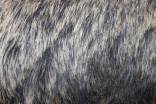 포토 JPG 해외이미지 동물 유럽 야생동물 백그라운드 패턴 포유류 자연 표면 추상 생물 털 따뜻함 사람없음 갈색 회색 돼지 가죽 모피 뿌리기 피부 묘사 질감 사냥 부드러움 솜털 멧돼지 내추럴 양모 진짜 해외202004 해외포토 나라 컬러 무늬 모션 신체부위 직물 감각 생태계 파일형식 이미지허브