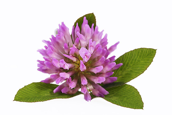 포토 JPG 해외이미지 모양 식물 계절 꽃잎 꽃 잎 꽃무늬 패턴 자연 사람없음 장식 초록색 벚꽃 신선 개화 행운 재산 클로버 토끼풀 심볼 오브젝트 흰배경 아일랜드 내추럴 고립 해외202004 해외포토 유럽 컬러 백그라운드 컨셉 무늬 금융 흰색 생태계 파일형식 이미지허브