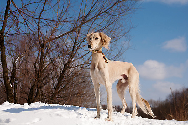 포토 JPG 해외이미지 동물 1 겨울 자연 하늘 서기 사람없음 야외 가로 파란색 반려동물 햇빛 맑음 검은색 희망 흰색 개 숲 사냥개 육식동물 자작나무 해외202004 해외포토 나무 계절 감정 컬러 포유류 모션 날씨 태양 생태계 파일형식 이미지허브