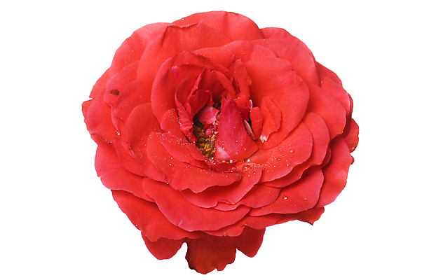 포토 JPG 해외이미지 식물 꽃잎 꽃 줄기 꽃다발 잎 꽃무늬 자연 사람없음 빨간색 장미 벚꽃 흰색 신선 다발 오브젝트 싱글 고립 해외202004 해외포토 컬러 무늬 생태계 파일형식 이미지허브