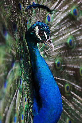 포토 JPG 해외이미지 동물 한마리 야생동물 자연 조류 사람없음 가로 컬러풀 활발 공작 깃털 꿩 해외202004 해외포토 1 컬러 컨셉 생태계 파일형식 이미지허브