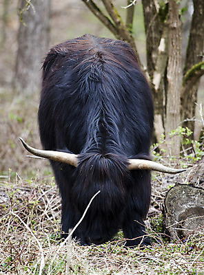 포토 JPG 해외이미지 동물 1 외관 유럽 밭 농업 포유류 털 뿔 사람없음 야외 울타리 농장 펜 머리 쌓기 검은색 소고기 코트 시골 소 닫기 볏짚 방목 먹여주기 묘사 웨이브 밀짚 산악지대 기르기 밭일 찰과상 혼자 스코틀랜드 해외202004 해외포토 나라 산업 컬러 모션 영국 산 육류 신체부위 담장 필기구 외투 짚 축산업 상처 먹기 돌봄 파일형식 이미지허브