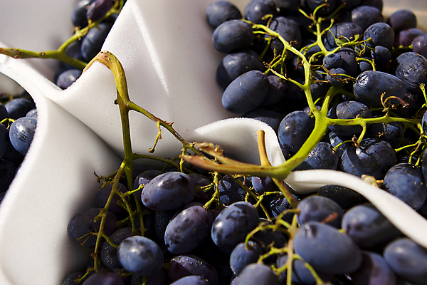 포토 JPG 해외이미지 라이프스타일 지구 음식 백그라운드 농업 다이어트 과일 벽지 포도 건강 사람없음 여름 농장 정원 수확 가을 신선 상품 먹기 제비꽃 유기농 생태계 원예 칼로리 내추럴 밭일 생태학 채식주의자 해외202004 해외포토 웰빙 계절 교육 꽃 산업 모션 취미 생활 채식 파일형식 이미지허브