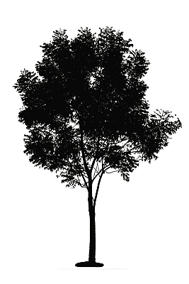 포토 JPG 해외이미지 나무 식물 계절 실루엣 줄기 백그라운드 잎 자연 사람없음 야외 장식 여름 세트 환경 정원 성장 덮개 나뭇가지 그룹 보호 숲 큼 수집 오브젝트 싱글 내추럴 고립 모종 묘목 생태학 엘리먼트 옛날 해외202004 해외포토 교육 컨셉 촬영기법 뚜껑 크기 생태계 파일형식 이미지허브