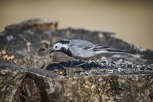 포토 JPG 해외이미지 동물 1 응시 유럽 야생동물 패턴 날개 자연 조류 노르웨이 사람없음 야외 검은색 봄 회색 흰색 작음 4월 수집 깃털 꼬리 부리 참새 동물상 스칸디나비아 생존 해외202004 해외포토 시선 계절 나라 컬러 무늬 조형물 날짜 크기 생태계 파일형식 이미지허브