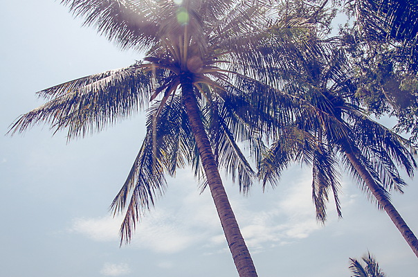 포토 JPG 해외이미지 나무 구름 바다 여행 백그라운드 잎 자연 하늘 휴가 손바닥 사람없음 여름 파란색 일몰 수확 복고 시들음 그런지 파라다이스 효과 해외202004 해외포토 자연요소 식물 손 계절 컬러 농업 노을 생태계 파일형식 이미지허브