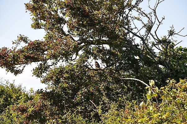 포토 JPG 해외이미지 나무 동물 척추동물 계절 조류 사람없음 빨간색 해외202004 해외포토 식물 컬러 파일형식 이미지허브