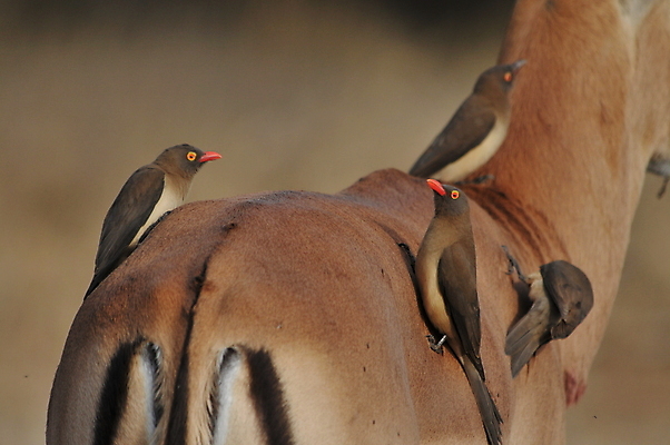 포토 JPG 해외이미지 아프리카 조류 사람없음 게임 사파리 주인 남아프리카 보츠와나 해외202004 해외포토 동물 나라 놀이 파일형식 이미지허브