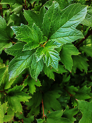 포토 JPG 해외이미지 나무 식물 계절 열매 백그라운드 단풍 낙엽 잎 꽃무늬 자연 새로움 사람없음 야외 빨간색 초록색 컬러풀 정원 사진촬영 봄 활발 성장 나뭇가지 신선 닫기 관목 반대 내추럴 삼림지대 크랜베리 해외202004 해외포토 꽃 컬러 컨셉 무늬 모션 촬영 숲 생태계 파일형식 이미지허브