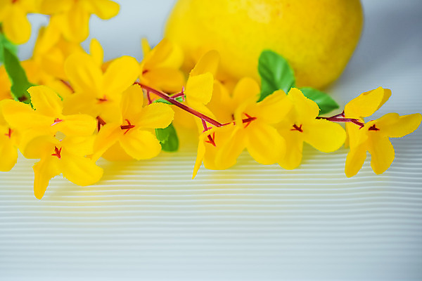 포토 JPG 해외이미지 식물 꽃잎 꽃 꽃다발 잎 꽃무늬 과일 자연 부활절 사람없음 내부 장식 초록색 노란색 정원 봄 벚꽃 흰색 나뭇가지 개화 수선화 아카시아 고립 인공 해외202004 해외포토 나무 계절 기념일 컬러 무늬 생태계 파일형식 이미지허브