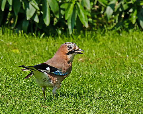 포토 JPG 해외이미지 야생동물 음식 분홍색 자연 조류 잉글랜드 사람없음 파란색 갈색 정원 검은색 회색 흰색 시골 땅콩 해외202004 해외포토 동물 컬러 영국 견과류 생태계 파일형식 이미지허브