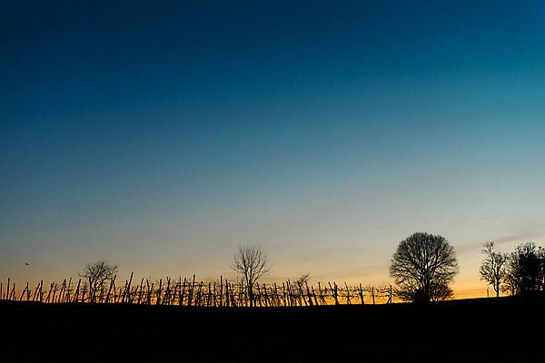 포토 JPG 해외이미지 나무 겨울 자연 하늘 풍경 사람없음 일몰 이탈리아 시골 저녁 포도밭 수평선 해외202004 해외포토 식물 계절 유럽 밭 노을 야간 생태계 파일형식 이미지허브
