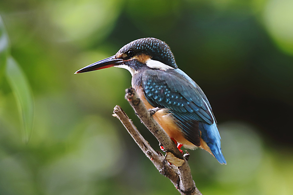 포토 JPG 해외이미지 주간 야생동물 자연 조류 사람없음 야외 아웃포커스 나뭇가지 물새 물총새 해외202004 해외포토 자연요소 나무 동물 촬영기법 생태계 파일형식 이미지허브