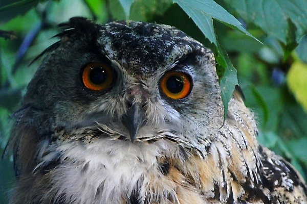 포토 JPG 해외이미지 동물 척추동물 야생동물 백그라운드 날개 자연 조류 풍경 성인 사람없음 흰색 먹이 자르기 깃털 부리 슛 부엉이 고립 생태학 포식 차단 해외202004 해외포토 교육 컬러 모션 사람 생태계 파일형식 이미지허브