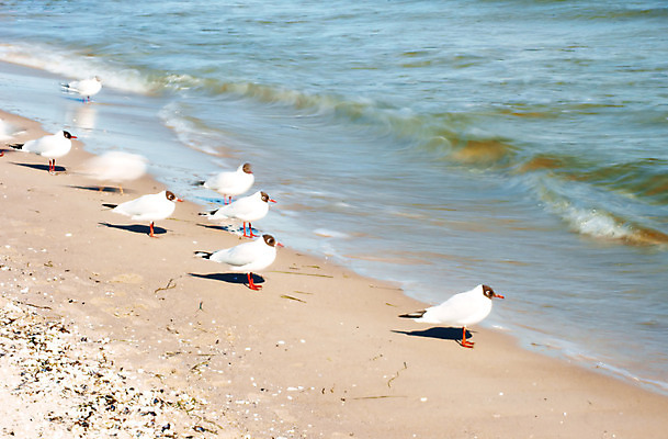 포토 JPG 해외이미지 동물 모래 파도 자연 갈매기 조류 그림자 풍경 사람없음 물 빛 반사 홍합 장노출 닦기 발트해 블러 해외202004 해외포토 자연요소 바다 모션 어패류 촬영기법 북유럽 생태계 파일형식 이미지허브