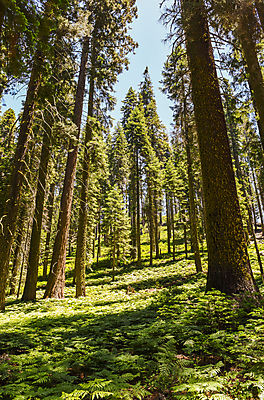 포토 JPG 해외이미지 나무 식물 공원 자연 국립공원 풍경 사람없음 야외 목재 초록색 여름 미국 나뭇가지 숲 큼 캘리포니아 내추럴 양치류 전국 해외202004 해외포토 계절 공공시설 컬러 북아메리카 재료 크기 생태계 파일형식 이미지허브