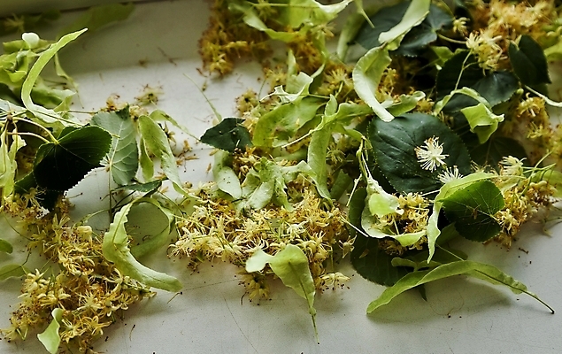 포토 JPG 해외이미지 나무 꽃잎 꽃 음식 잎 꽃무늬 재료 자연 건조 건강 사람없음 치료 약 노란색 벚꽃 흰색 나뭇가지 신선 약초 다발 허브 유기농 아로마 라임 향 레시피 아로마테라피 흙더미 내추럴 꽃수술 치료제 무알코올 해외202004 해외포토 식물 웰빙 컬러 무늬 과일 의학 흙 풀_식물 생태계 테라피 파일형식 더미 이미지허브