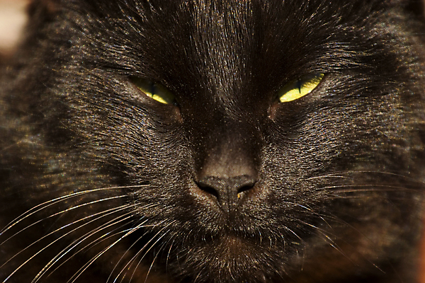 포토 JPG 해외이미지 동물 응시 얼굴 포유류 수염 주택 털 사람없음 초록색 반려동물 노란색 머리 검은색 고양이 어둠 닫기 코 시력 노려봄 해외202004 해외포토 시선 컬러 모션 표정 건물 신체부위 파일형식 이미지허브