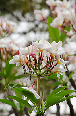포토 JPG 해외이미지 식물 꽃잎 꽃 분홍색 잎 꽃무늬 자연 사람없음 초록색 컬러풀 봄 벚꽃 흰색 내추럴 해외202004 해외포토 계절 컬러 무늬 생태계 파일형식 이미지허브