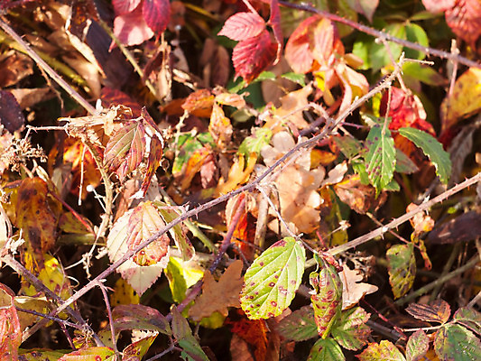 포토 JPG 해외이미지 나무 식물 계절 공원 백그라운드 잎 꽃무늬 패턴 오렌지 자연 왕관 풍경 사람없음 야외 빨간색 컬러풀 햇빛 노란색 일출 환경 일몰 가을 나뭇가지 그룹 변화 황금 숲 관목 에코 질감 북쪽 10월 내추럴 동물상 해외202004 해외포토 공공시설 꽃 컬러 컨셉 무늬 과일 태양 조형물 노을 날짜 방향 생태계 파일형식 이미지허브
