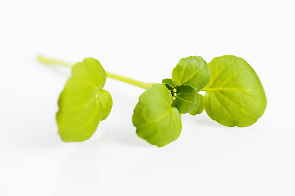 포토 JPG 해외이미지 음식 백그라운드 잎 채소 재료 사람없음 흰색 신선 자르기 날것 슛 고립 해외202004 해외포토 식물 컬러 모션 파일형식 이미지허브