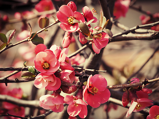 포토 JPG 해외이미지 나무 식물 꽃 꽃무늬 자연 추상 사람없음 봄 벚꽃 나뭇가지 신선 개화 체리 4월 순수 원예 해외202004 해외포토 계절 컨셉 무늬 과일 취미 날짜 생태계 파일형식 이미지허브