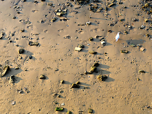 포토 JPG 해외이미지 동물 야생동물 모래 백그라운드 자연 갈매기 조류 표면 사람없음 야외 모래사장 흰색 발자국 질감 암초 내추럴 땅바닥 해외202004 해외포토 바다 컬러 자국 바닥 생태계 파일형식 이미지허브