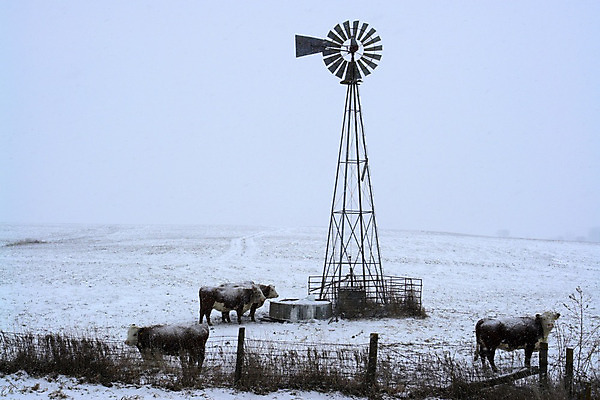 포토 JPG 해외이미지 나무 계절 공원 크리스마스 겨울 밭 자연 하늘 날씨 풍경 사람없음 야외 목재 농장 평화 냉동 얼음 침묵 고요 추위 안개 흰색 시골 소 땅 서리 심플 1월 2월 벌거벗은 폭설 혼자 눈내림 수평선 미니멀 해외202004 해외포토 자연요소 식물 공공시설 기념일 컬러 컨셉 농업 재료 포유류 눈_날씨 소리 날짜 자연재해 생태계 파일형식 이미지허브