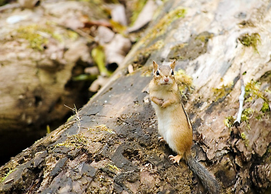 포토 JPG 해외이미지 동물 야생동물 포유류 자연 사람없음 야외 설치류 숲 해외202004 해외포토 생태계 파일형식 이미지허브