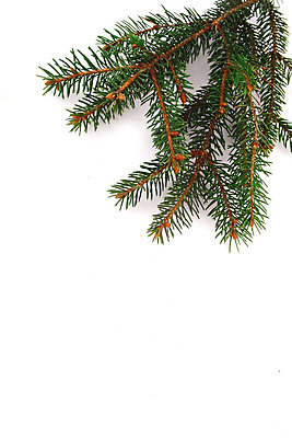 포토 JPG 해외이미지 나무 전통 계절 백그라운드 크리스마스 겨울 패턴 자연 새로움 프레임 사람없음 목재 장식 초록색 세일 우주 흰색 나뭇가지 축하 신선 소나무 신용카드 연도 질감 침엽수 전나무 내추럴 고립 노엘 가문비나무 카피스페이스 해외202004 해외포토 식물 기념일 컬러 컨셉 무늬 재료 금융 공백 생태계 파일형식 이미지허브